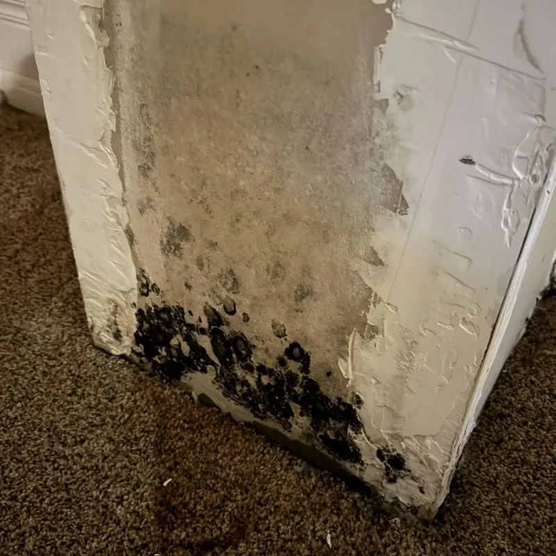 Professional Mold Removal in Galena, KS